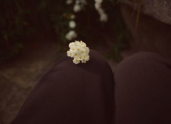 Close-up of flowers