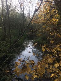 Reflection of trees in lake against sky