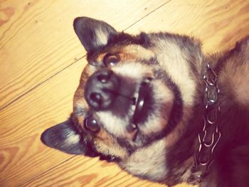 Dog lying on floor