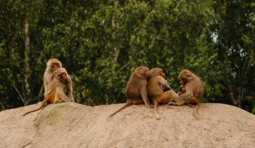 Close-up of monkeys on rock at zoo