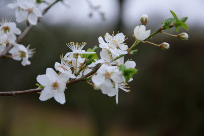 Close-up of white cherry blossoms in spring