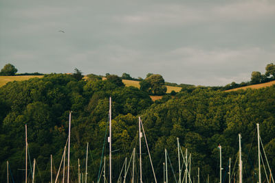 Scenic view of green landscape against sky