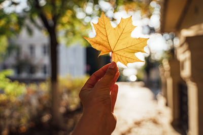 Person holding maple leaf during autumn