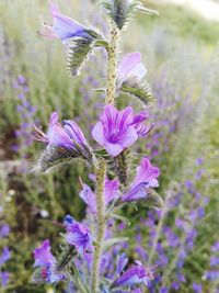 Close-up of purple flowering plant on field