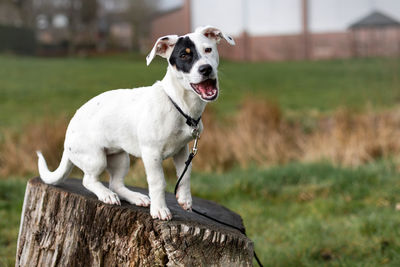 Dog standing on a land