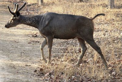 Side view of deer standing on field