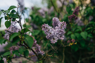 Close-up of purple flowering plant