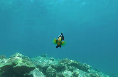 Man swimming in sea