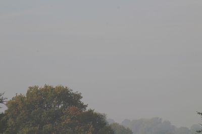 Low angle view of trees against clear sky
