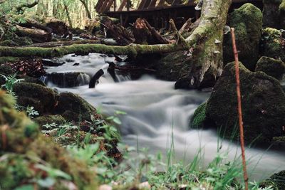 Scenic view of waterfall in forest