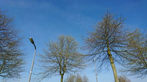 Low angle view of bare tree against blue sky