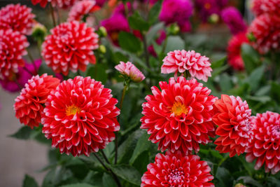 Close-up of red flower