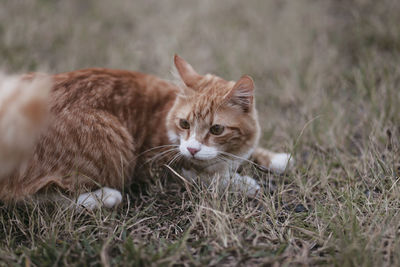 Cat resting on field