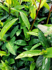 Close-up of wet leaves