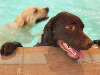 Close-up of dog