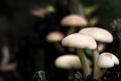 Close-up of mushroom growing outdoors