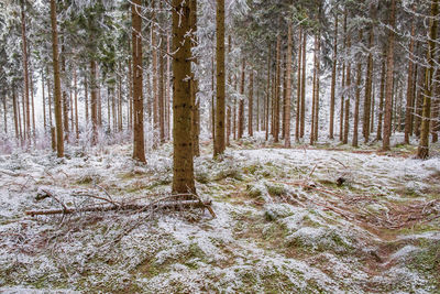 Trees in forest during winter