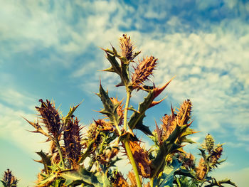 Low angle view of plant against sky