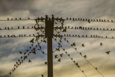 Low angle view of birds perching on cable