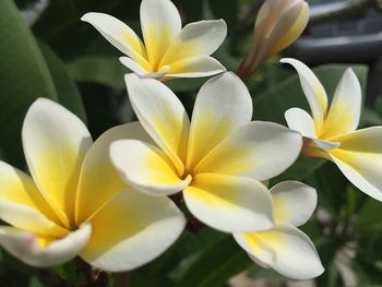 Close-up of white flowers blooming outdoors