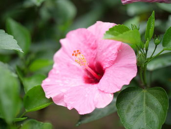 Close-up of pink flowering plant