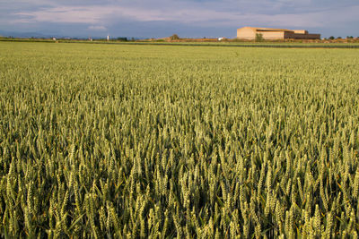 Crops growing on field against sky