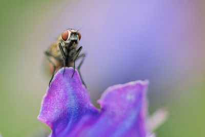 Close-up of insect on purple flower