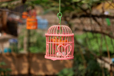 Close-up of red bell peppers hanging from metal for sale