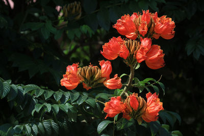 Close-up of red flowering plant