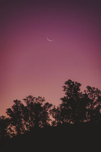 Low angle view of silhouette trees against sky at night