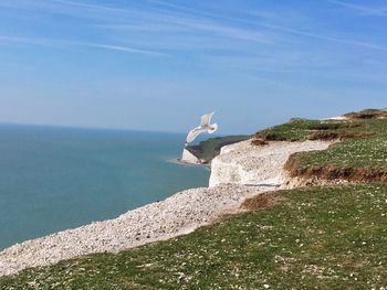 Seagull flying over cliff by sea against sky