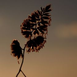 Close-up of silhouette flowering plant against sky at sunset