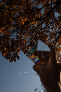 Cropped hand holding crystal against tree at dusk