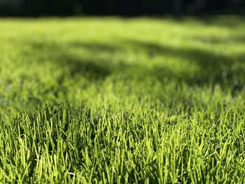Grass in field