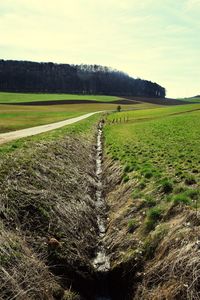 Scenic view of grassy field against sky