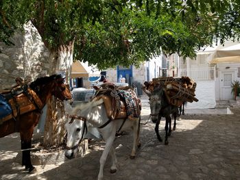 Traditional donkey carriage at hydra island