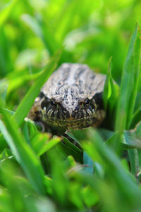 Close-up of an insect on grass