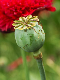 Red opium poppy flower in blossom