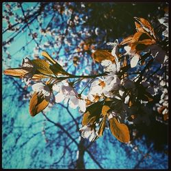 Low angle view of flowers on tree