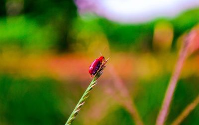 Close-up of insect on leaf