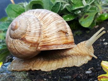 Close-up of snail on leaf