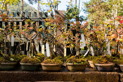 Potted plants against trees