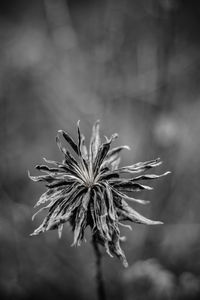 Close-up of wilted flower plant