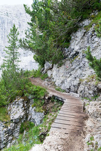 Footpath amidst pine trees in forest