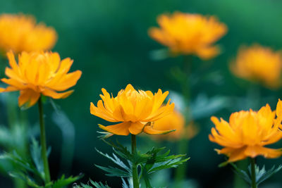 Orange flowers of trollius asiaticus - asian globeflowers blooming