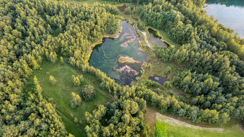 High angle view of trees in forest