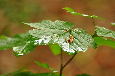 Close-up of insect on leaves