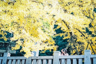 Shadow of people on yellow tree during autumn