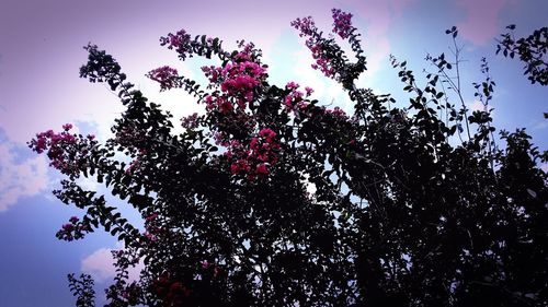 Low angle view of flowering tree against sky