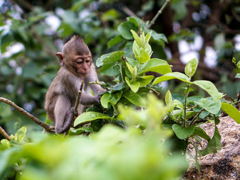 Monkey sitting on tree